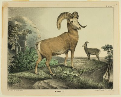 Argali af Thomas Doughty