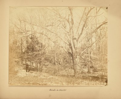 Skove om vinteren af Thomas E. Jevons