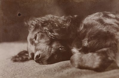 Boyce, portræt af en setterhund af Thomas Eakins