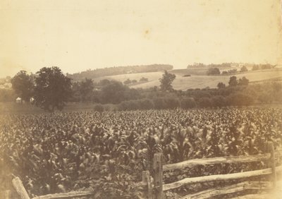 [Cornfield, Avondale, PA] af Thomas Eakins