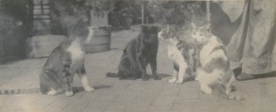 Fire katte, ca. 1895. af Thomas Eakins