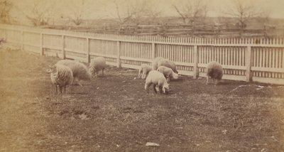 [Får på en græsgang på gården i Avondale, PA]. af Thomas Eakins
