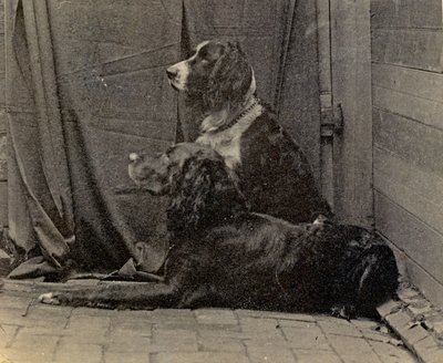 Thomas Eakins Dogs, 1884 af Thomas Eakins