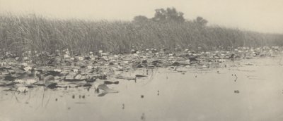 Vandliljer,1886 (foto) af Thomas Frederick Goodall