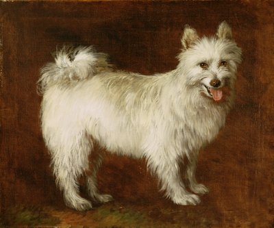 Spitz Dog, ca. 1760-70 (olie på lærred) af Thomas Gainsborough