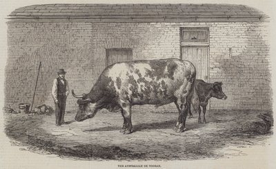 Den australske Ox Tooran af Thomas Harrington Wilson