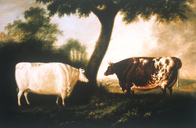 To Shorthorn Kvæg af Thomas Harrington Wilson
