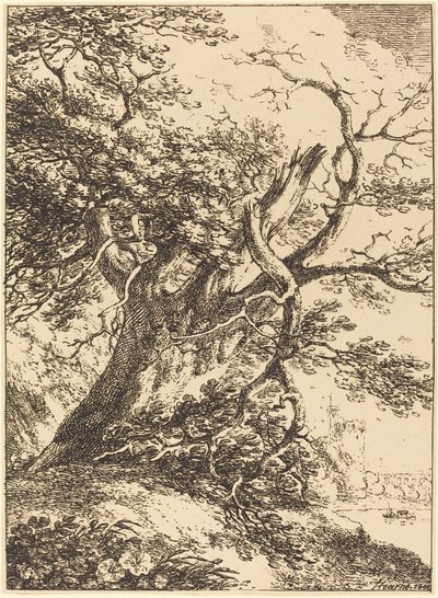 Gammelt træ af Thomas Hearne
