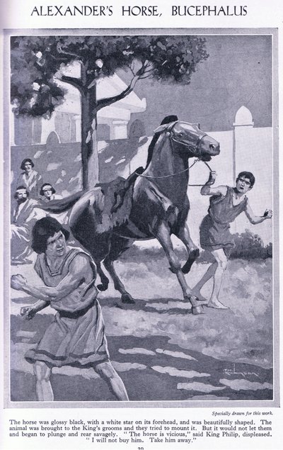 Alexanders hest, Bucephalus: hesten var skinnende sort med en hvid stjerne i panden, ca. 1950 (litografi) af Thomas Heath Robinson