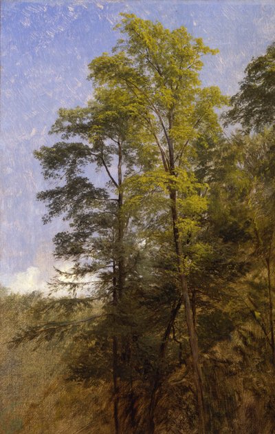 Tree Study, Catskill Clove, N.Y. af Thomas Hiram Hotchkiss