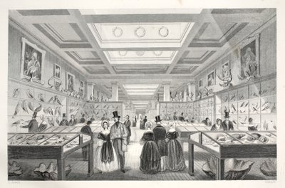 British Museum, Zoological Gallery, fra pubben 