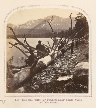 Det gamle træ ved Fallen Leaf Lake af Thomas Houseworth