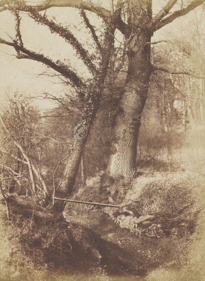 Træer, 1854-57. af Thomas Keith