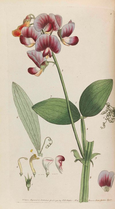 Rustik flora, 1792. af Thomas Martyn