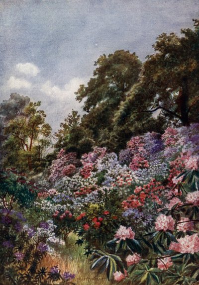 Kew Gardens: The Rhododendron Dell (farve litho) af Thomas Mower Martin