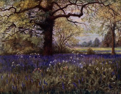 Kew Gardens: Wild Hyacinths (farve litho) af Thomas Mower Martin