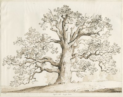 Blithfield - Squich Oak: pen og vask, 1837 af Thomas Peploe Wood