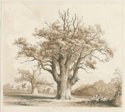 Teddesley Hall - Oak Trees: blyant- og vasketegning, nd [nov. 1842] af Thomas Peploe Wood