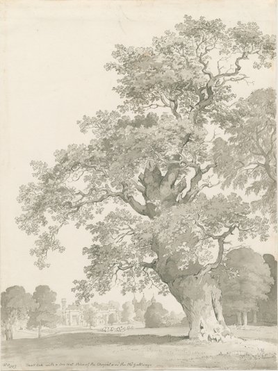 Tixall - Oak Tree: pen og vask tegning af Thomas Peploe Wood