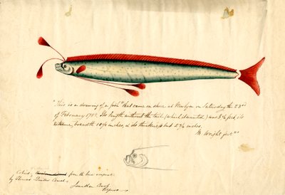 En akvareltegning af Newlyn Oarfish (Regalecus glesne), ca. 1849 (blyant og akvarel på papir) af Thomas Quiller Couch