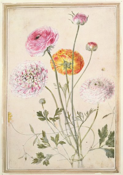 Blomsterstudie, c.1760 af Thomas Robins