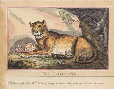 Sæt med otte billeder med titelblad. »Udenlandske og indenlandske dyr.« 4. Tigeren af Thomas Rowlandson