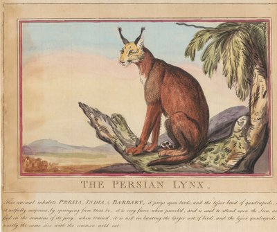 Sæt med otte billeder med titelblad. »Udenlandske og indenlandske dyr.«  7.  Den persiske los af Thomas Rowlandson