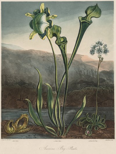 Floraens tempel: Amerikanske moseplanter af Thomas Sutherland