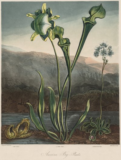 Floraens tempel: Amerikanske moseplanter. af Thomas Sutherland