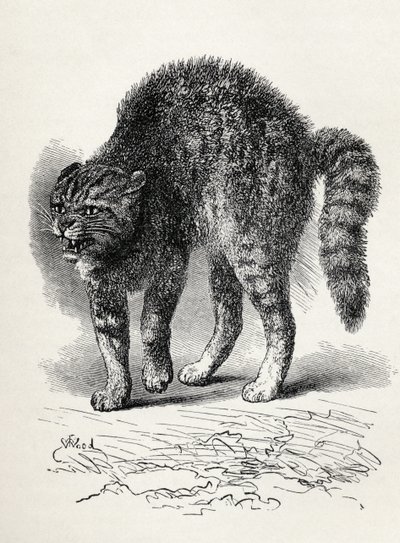 Kat skræmt af en hund, fra Charles Darwins 