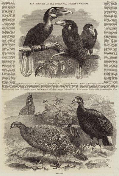 Nye Ankomster til Zoologisk Selskabs Haver af Thomas W. Wood
