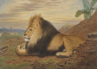 En løve af Thomas William Wood