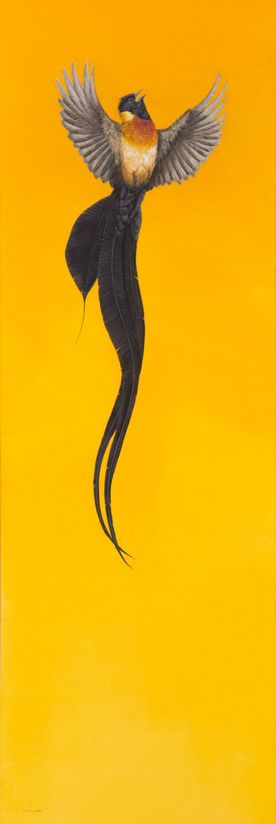 Soar;gul af Tim Hayward