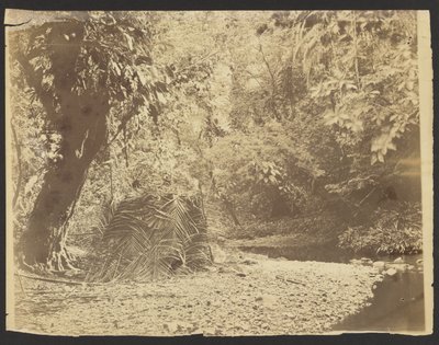 [Junglescene: Udsigt til stråtækt hytte af palmeblade, Isthmus of Darién (Panama)] af Timothy H. OSullivan