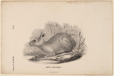 Sumphare af Titian Ramsay Peale