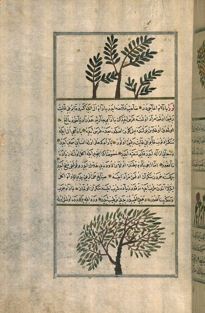 Et røgelsetræ over et mandeltræ, efter en afhandling af Zakariya ibn Muhammad al-Qazwini (blæk og pigmenter på europæisk lagt papir) af Turkish School