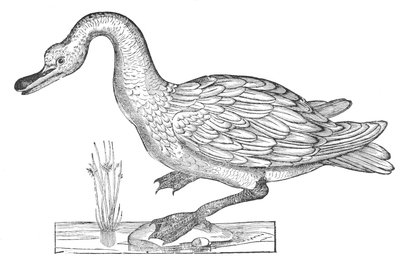 Ornithologiae hoc est de avibus historiae libri XII af Ulisse Aldrovandi