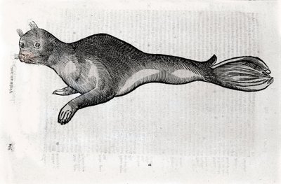 Repræsentation af en sælplade illustreret fra et naturhistorisk manuskript af Ulisse Aldrovandi (1522-1605), Ulisse Aldrovandi fonds, Bolognas Universitetsbibliotek, red. 1603. af Ulisse Aldrovandi