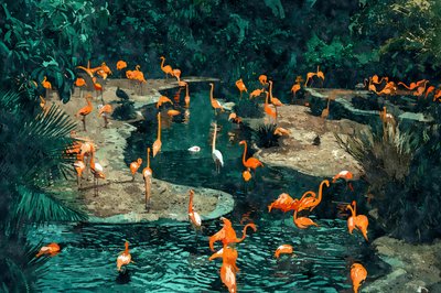 Flamingoer i troperne af Uma Gokhale