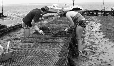 6080 C18 Ostregrower i Vendee Oyster august 1974 af Unbekannt