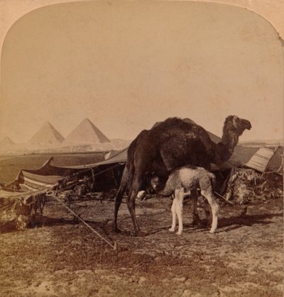 A Baby of the Desert, Egypten, 1896 af Unbekannt