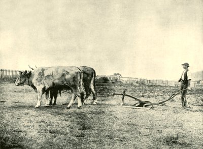Et Bullock Plough Team, 1901. af Unbekannt