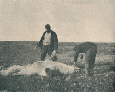 En død bjørn på rensdyrøen 21. august 1893, 1893 1897 af Unbekannt