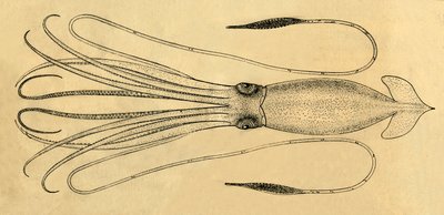 Et diagram over den kæmpe blæksprutte, 1881. af Unbekannt