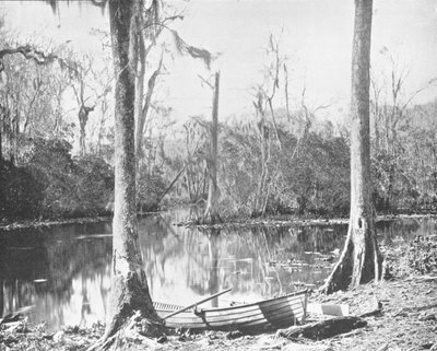 A Feeder of the St. Johns River, Florida, USA, c1900. af Unbekannt