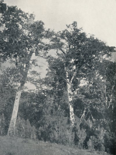 En skov af antarktisk bøg ved Temuco, 1911 af Unbekannt