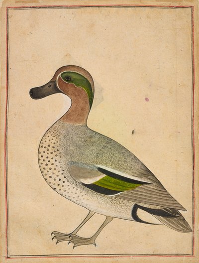 En grønvinget krikand, ca. 1730. af Unbekannt