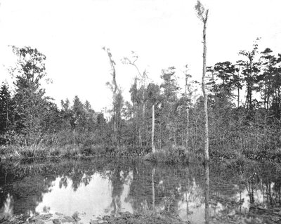 En Louisiana sump, USA, c1900. af Unbekannt