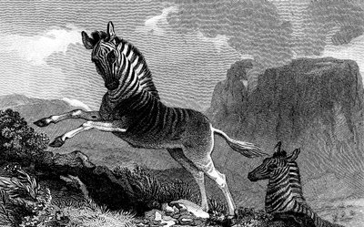 En Quagga, 1815 af Unbekannt