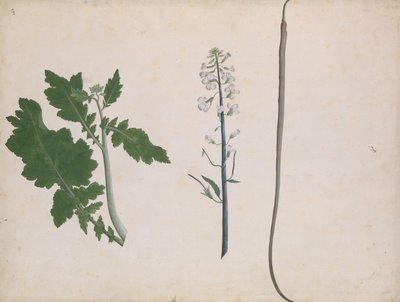En radiseplante, frø og blomst, slutningen af det 18. århundrede. af Unbekannt